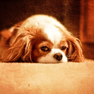 dogs3_0875