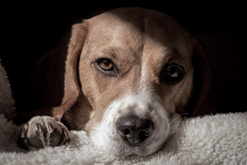 dogs3_0879.jpg