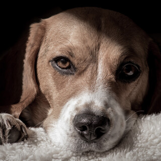 dogs3_0879