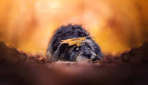 dogs3_0889.jpg