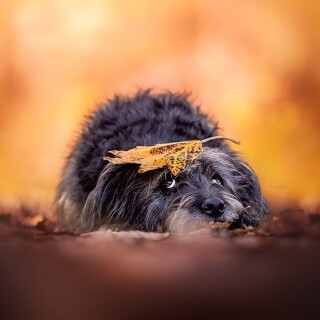 dogs3_0889