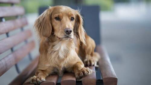 dogs3_0904.jpg