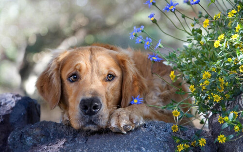 dogs3_0916.jpg