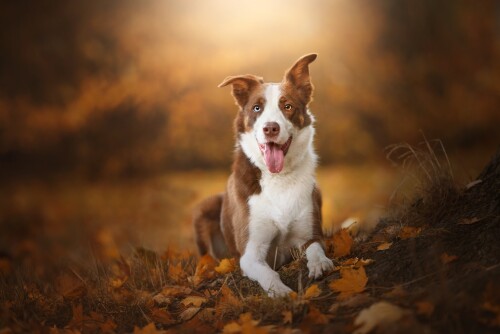 dogs3_0924.jpg