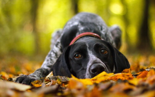 dogs3_0940.jpg