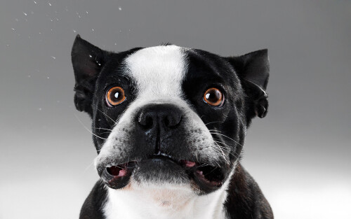 dogs3_0951.jpg