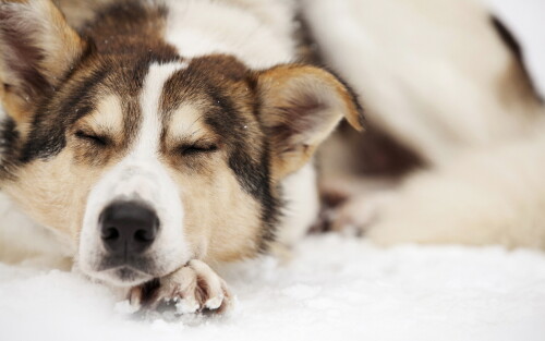 dogs3_0986.jpg