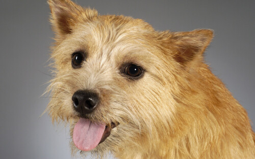 dogs3_0989.jpg