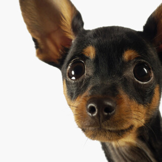 dogs3_0998