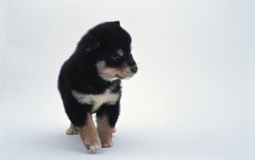 dogs3_1005.jpg