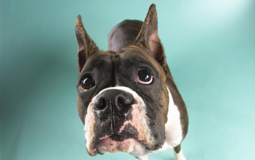 dogs3_1011.jpg