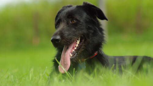dogs3_1033.jpg