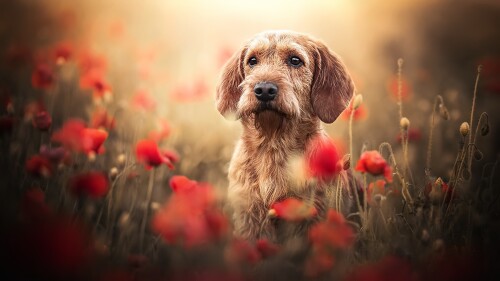 dogs3_1049.jpg