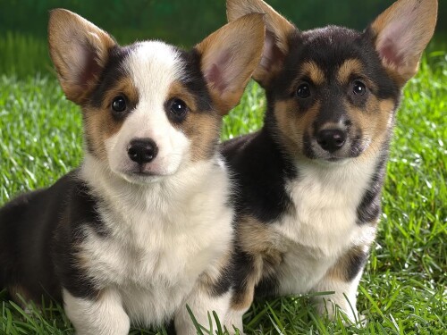 dogs3_1068.jpg