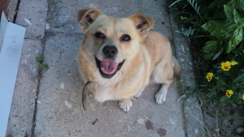 dogs3_1083.jpg