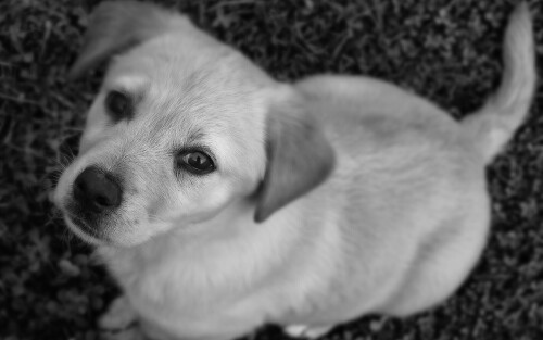 dogs3_1084.jpg