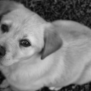 dogs3_1084