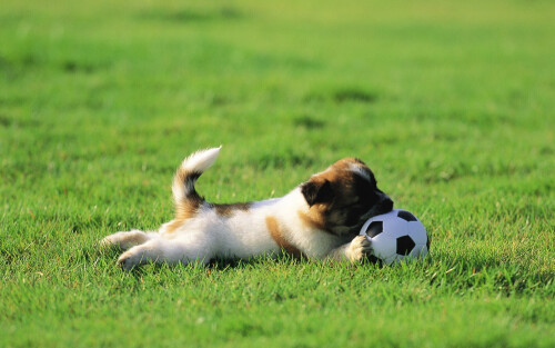 dogs3_1118.jpg