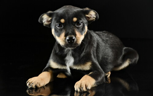 dogs3_1132.jpg