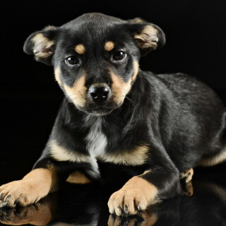 dogs3_1132