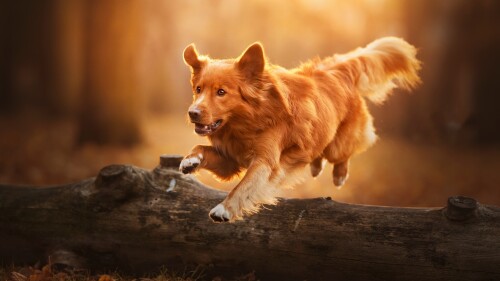 dogs3_1140.jpg