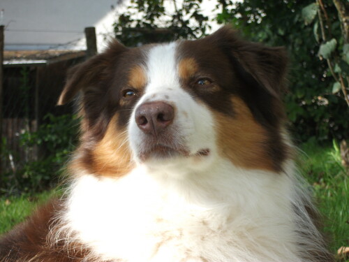 dogs3_1164.jpg