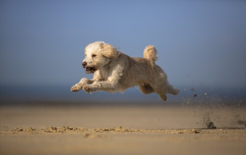 dogs3_1165.jpg