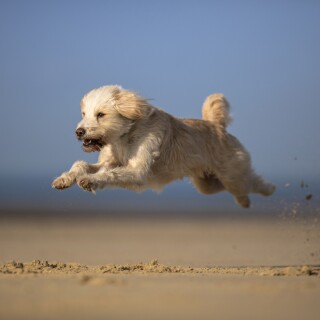 dogs3_1165
