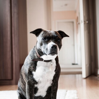 dogs3_1167