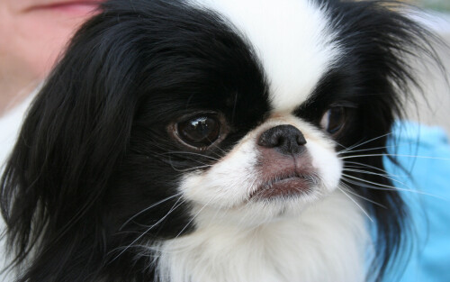 dogs3_1169.jpg