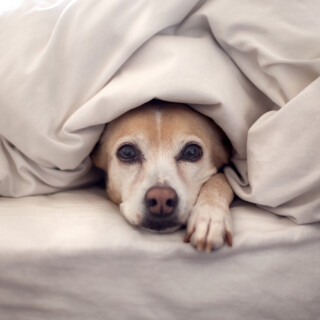 dogs3_1183