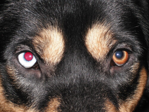 dogs3_1187.jpg