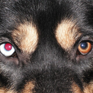 dogs3_1187