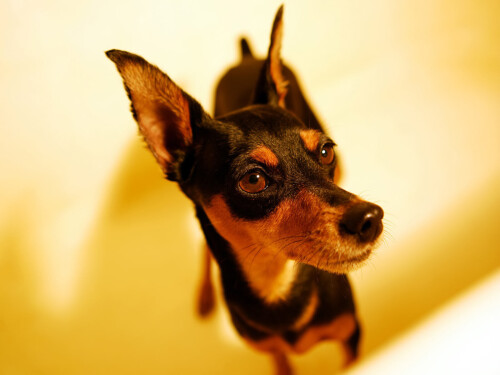 dogs3_1193.jpg
