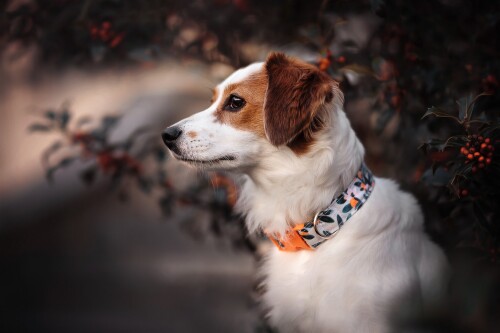 dogs3_1196.jpg