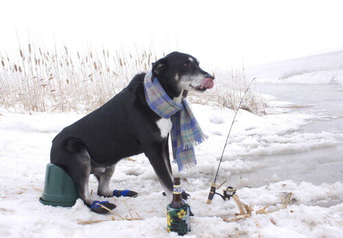 dogs3_1200.jpg