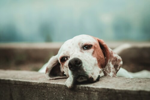 dogs3_1211.jpg