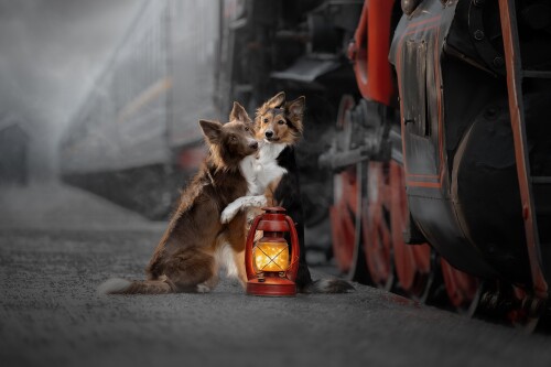 dogs3_1216.jpg