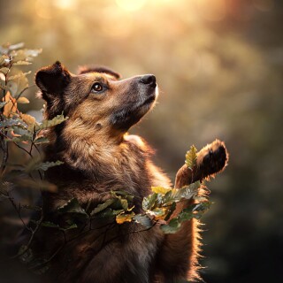 dogs3_1221