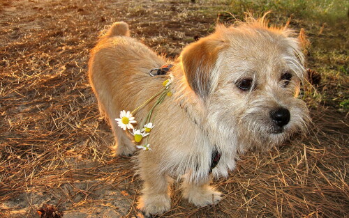 dogs3_1226.jpg