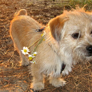 dogs3_1226