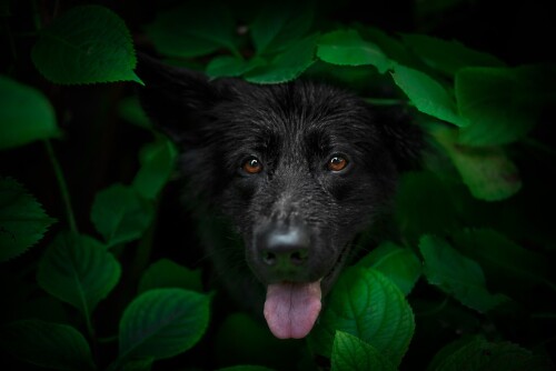 dogs3_1229.jpg