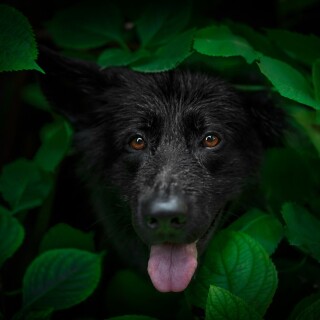 dogs3_1229
