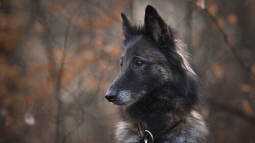 dogs3_1231.jpg