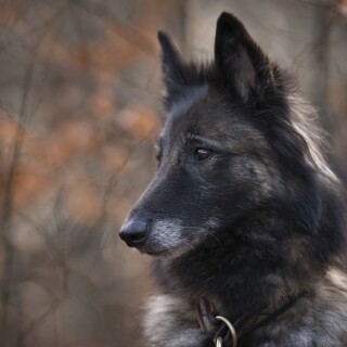 dogs3_1231