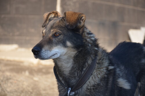 dogs3_1235.jpg