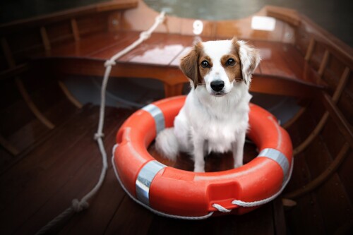 dogs3_1238.jpg