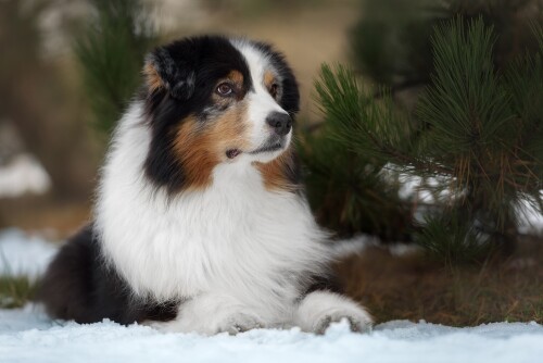 dogs3_1242.jpg