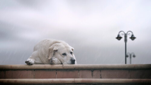dogs3_1243.jpg