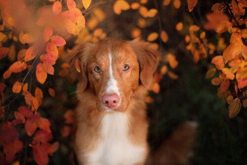 dogs3_1250.jpg